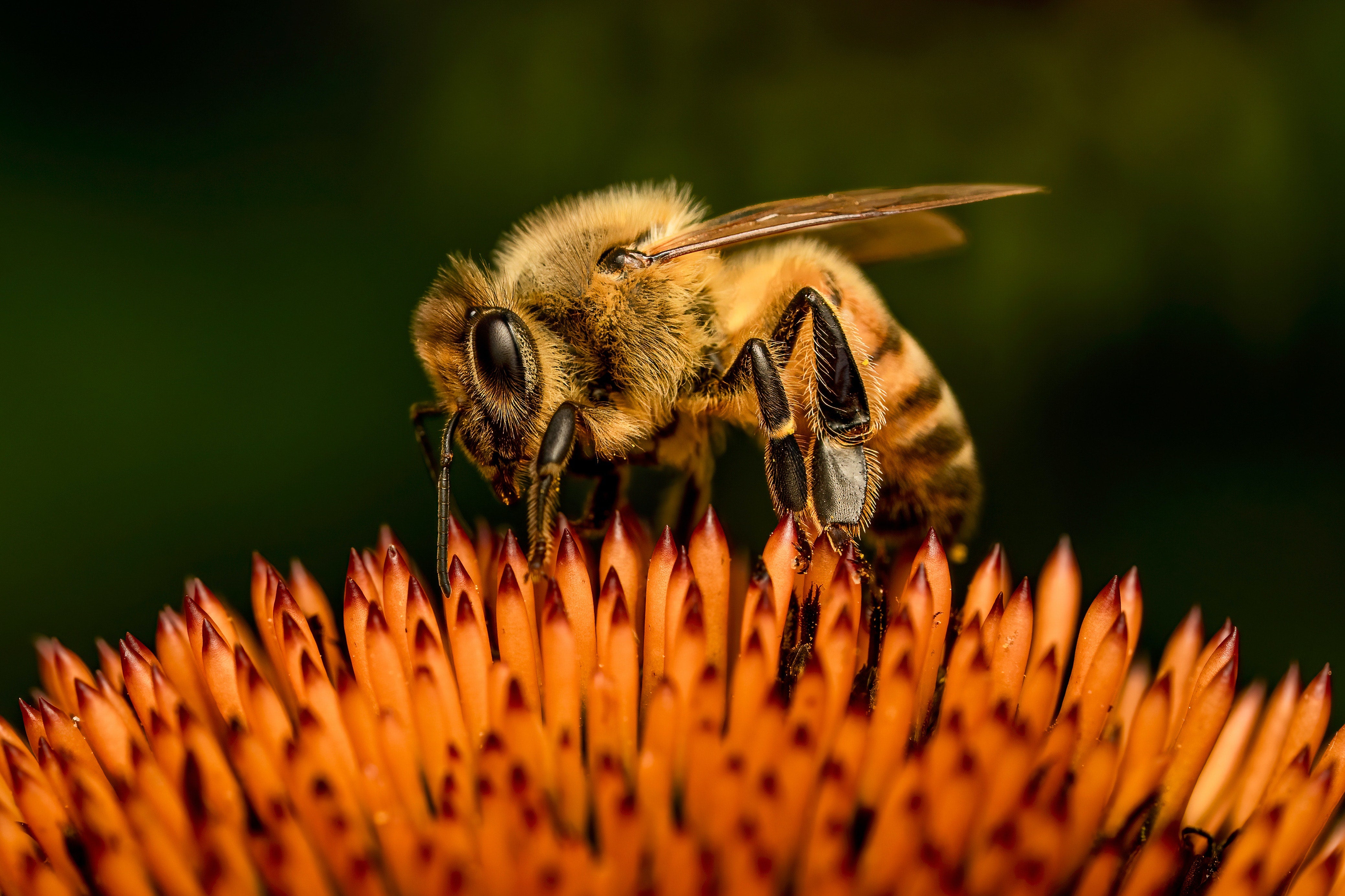 Invloed van bijen op onze natuurlijke verzorging